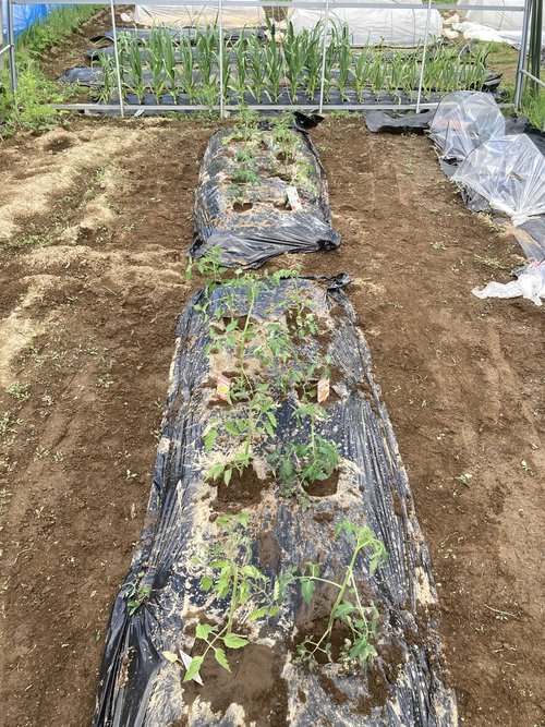 2021年5月26日トマト苗植えた.jpgのサムネイル画像