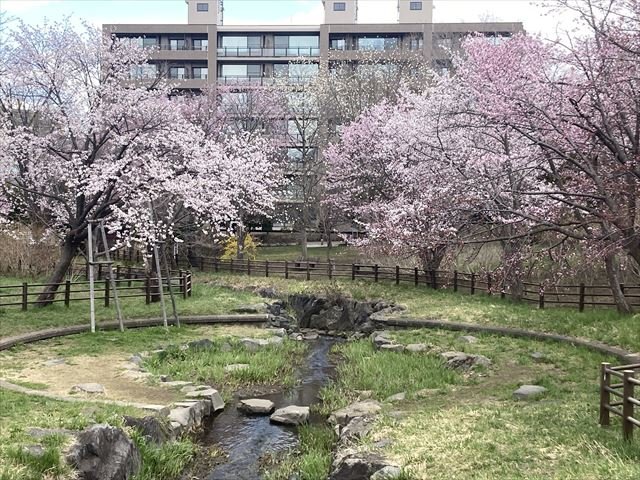 2023年4月24日小川公園の桜２_R.jpg